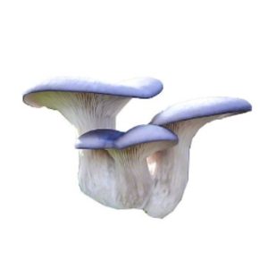 mushroom lahore karachi islamabad pakistan oyster blue mushrooms lahore mushroom lahore